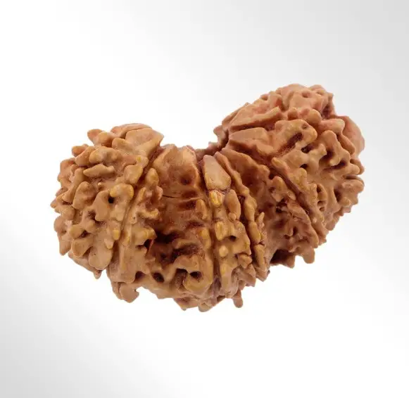 Trijuti Rudraksha