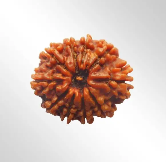 1 Mukhi Rudraksha