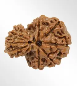Garbh Gauri Rudraksha