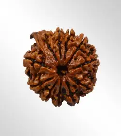 Ganesha Rudraksha