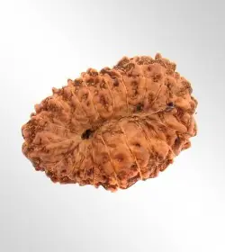 19 Mukhi Rudraksha
