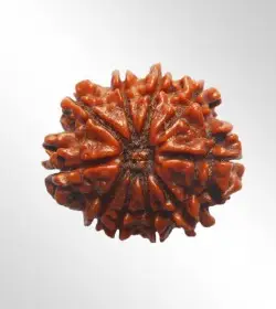 10 Mukhi Rudraksha