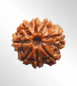 8 Mukhi Rudraksha