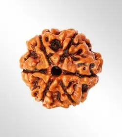 6 Mukhi Rudraksha