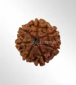 5 Mukhi Rudraksha, Five faced Rudraksha
