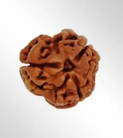 3 Mukhi Rudraksha