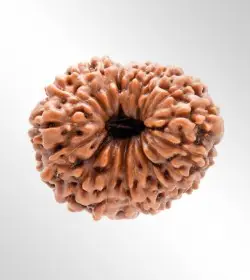 18 Mukhi Rudraksha