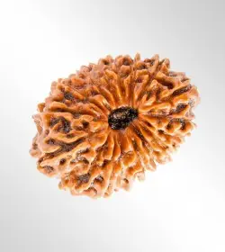 17 Mukhi Rudraksha